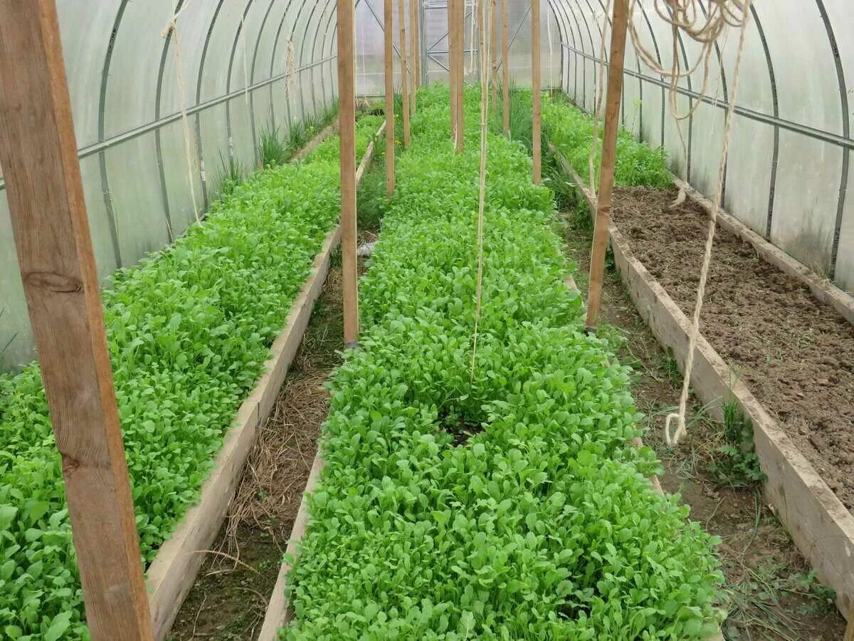 Горчица рассада. Помидоры сидераты. Горчица сидерат теплица. Посадка в теплицу. Сидераты для огорода фото.