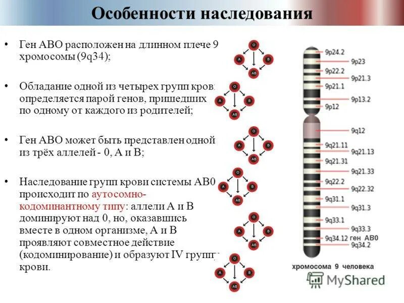 Гены и хромосомы. Особенности наследовани. Количество генов в хромосоме. Ген и генетика.