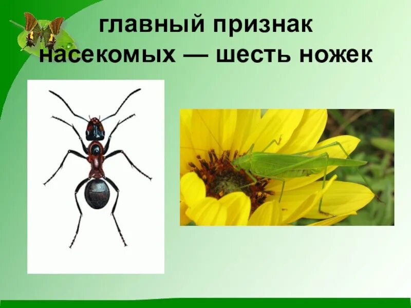 Сколько лапок у 6 жуков. Насекомые 6 ног. Сколько ног умнасекомых. Насекомые с шестью ножками. Признаки насекомых.