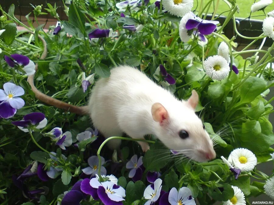 Мыши весной. Крыса Цветочная. Крыса в траве. Крыски с цветами.