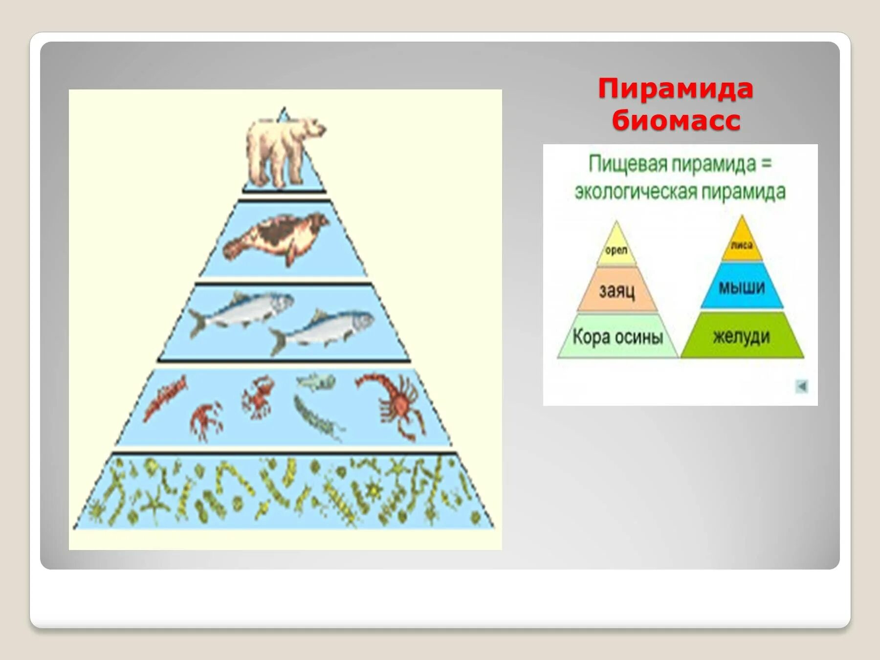 Экологическая пирамида биомассы. Пирамида экосистемы. Пирамида численности и биомассы. Перевернутая пирамида численности и биомассы.