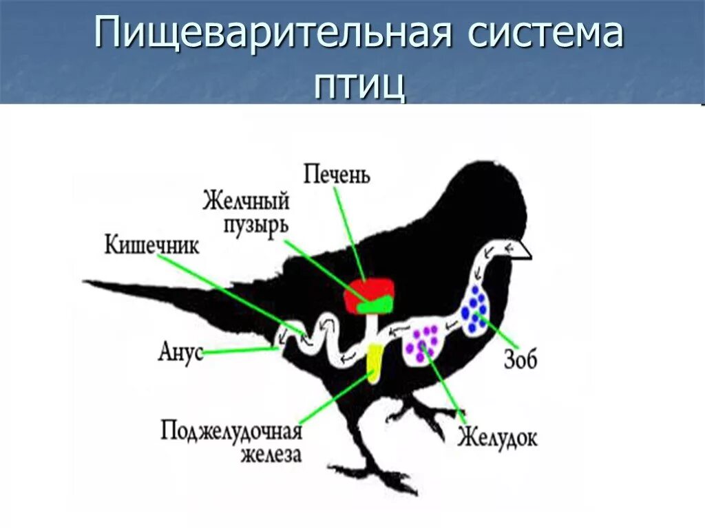 Птицы едят железо. Пищеварительная система птиц 7 класс биология. Пищеварительная система воробья. Схема строения органов пищеварения птицы. Пищеварительная система птиц 8 класс.