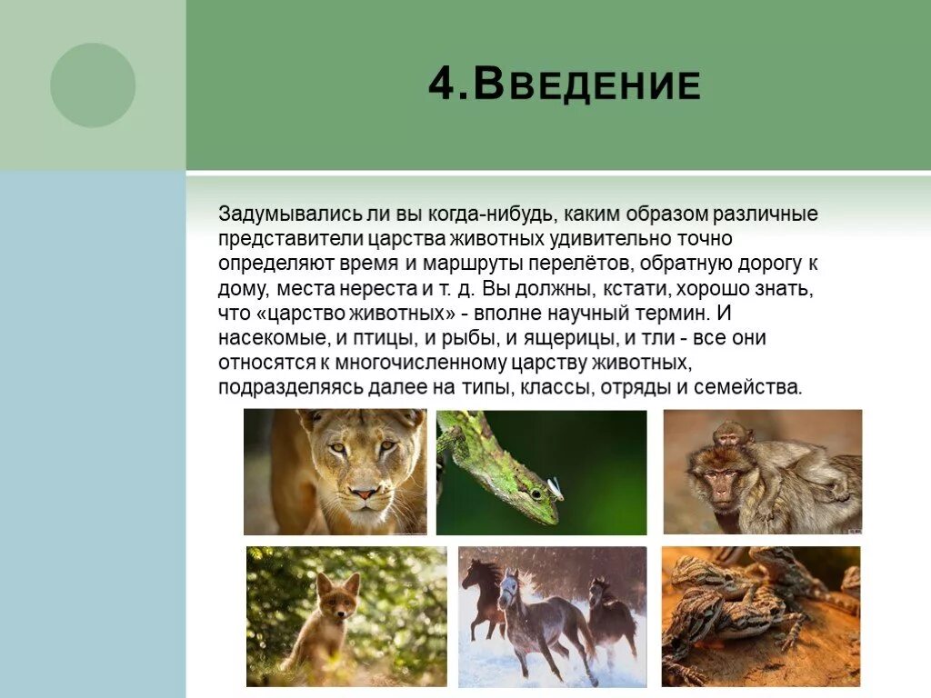 Как животные определяют время. Животные введение. животные ориентируются в пространстве. удивительные животные проект введение. царство животные.