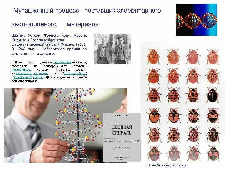 Мутационный процесс результат. Элементарный эволюционный материал мутации. Факторы мутационного процесса. Элементарные эволюционные факторы мутационный процесс. Мутационный процесс в эволюции.