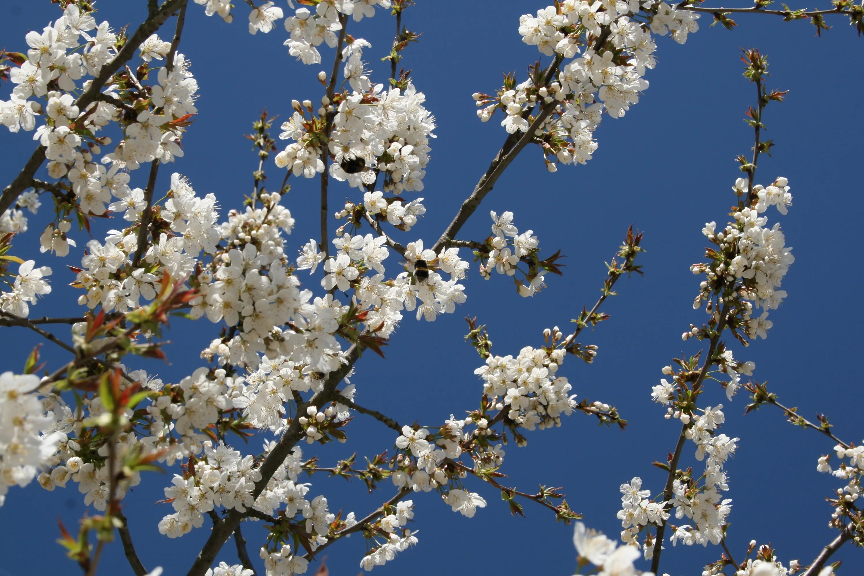 Дни цветения sky. Весеннее дерево. Вишня цветет. Цветущие вишни. Цветение вишни.