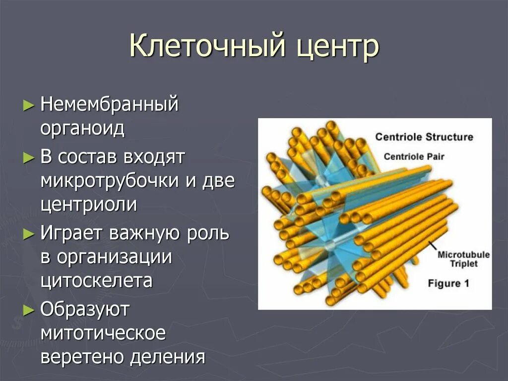 Клеточный центр признаки. Органоид клеточный центр строение и функции. Органоиды клетки клеточный центр функции. Строение центриолей клеточного центра. Клеточный центр строение и функции.