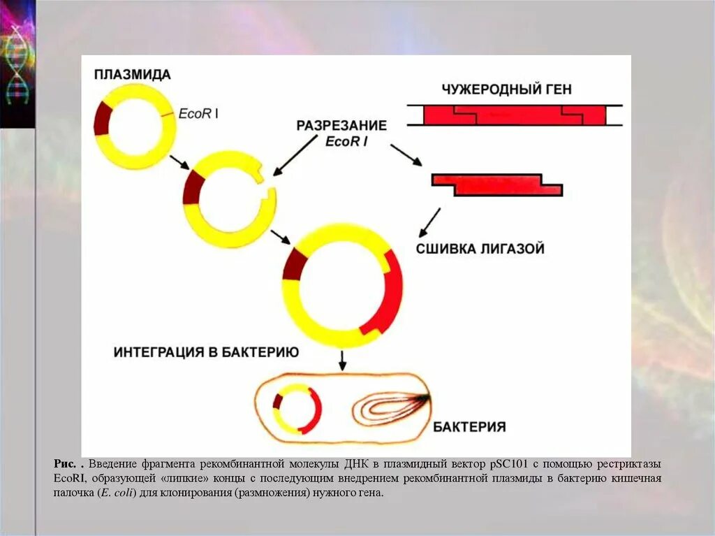 Метод получения рекомбинантных плазмид. Метод рекомбинантных плазмид схема. Технология рекомбинантных ДНК схема. Схема получения рекомбинантной плазмиды. Последовательность этапов создания нового штамма бактерий