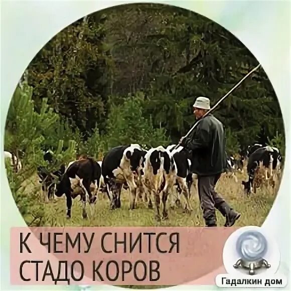 Приснилось стадо коров. К чему снится стадо. Сонник стадо коров видеть во сне. К чему снятся коровы женщине много коров. К чему снится стадо коров во сне