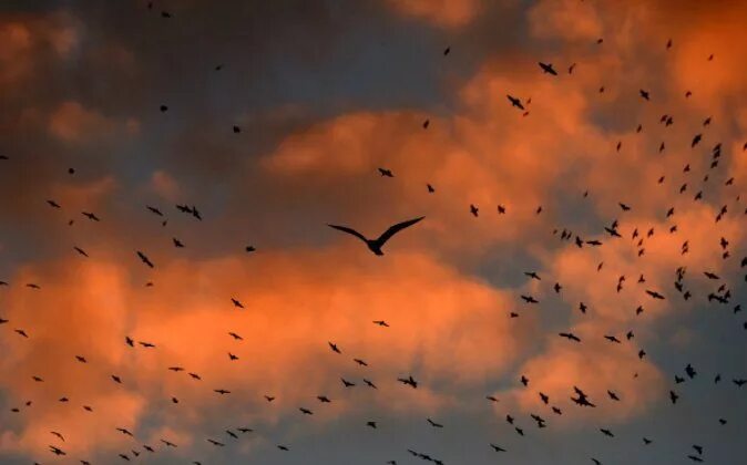 Долина Джатинга. Падающая птица. Падение птицы. Долина падающих птиц фото.
