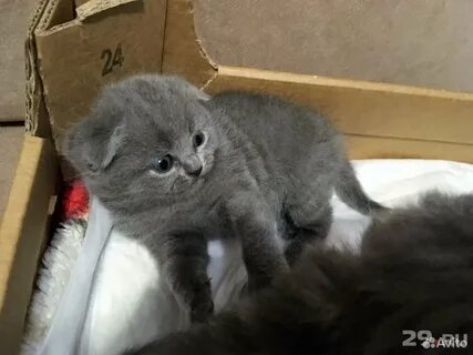 Вислоухие котята 2 недели