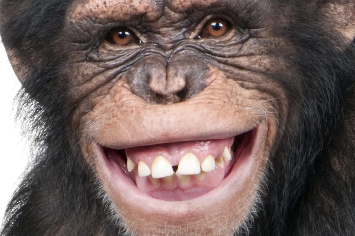Зубы обезьяны. Макака улыбается. Роберт макака. Обезьяна улыбается. Monkey meme png.