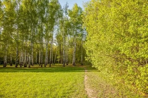 Заповедная роща