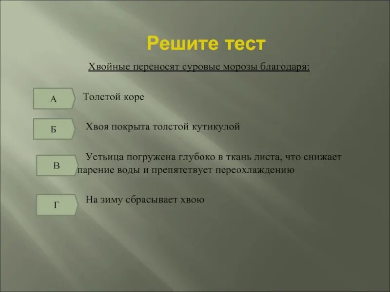 Тест хвойные. Хвойные переносят суровые Морозы благодаря. Благодаря чему хвойные растения переносят суровые Морозы. Благодаря чему хвойные деревья переносят суровые Морозы.