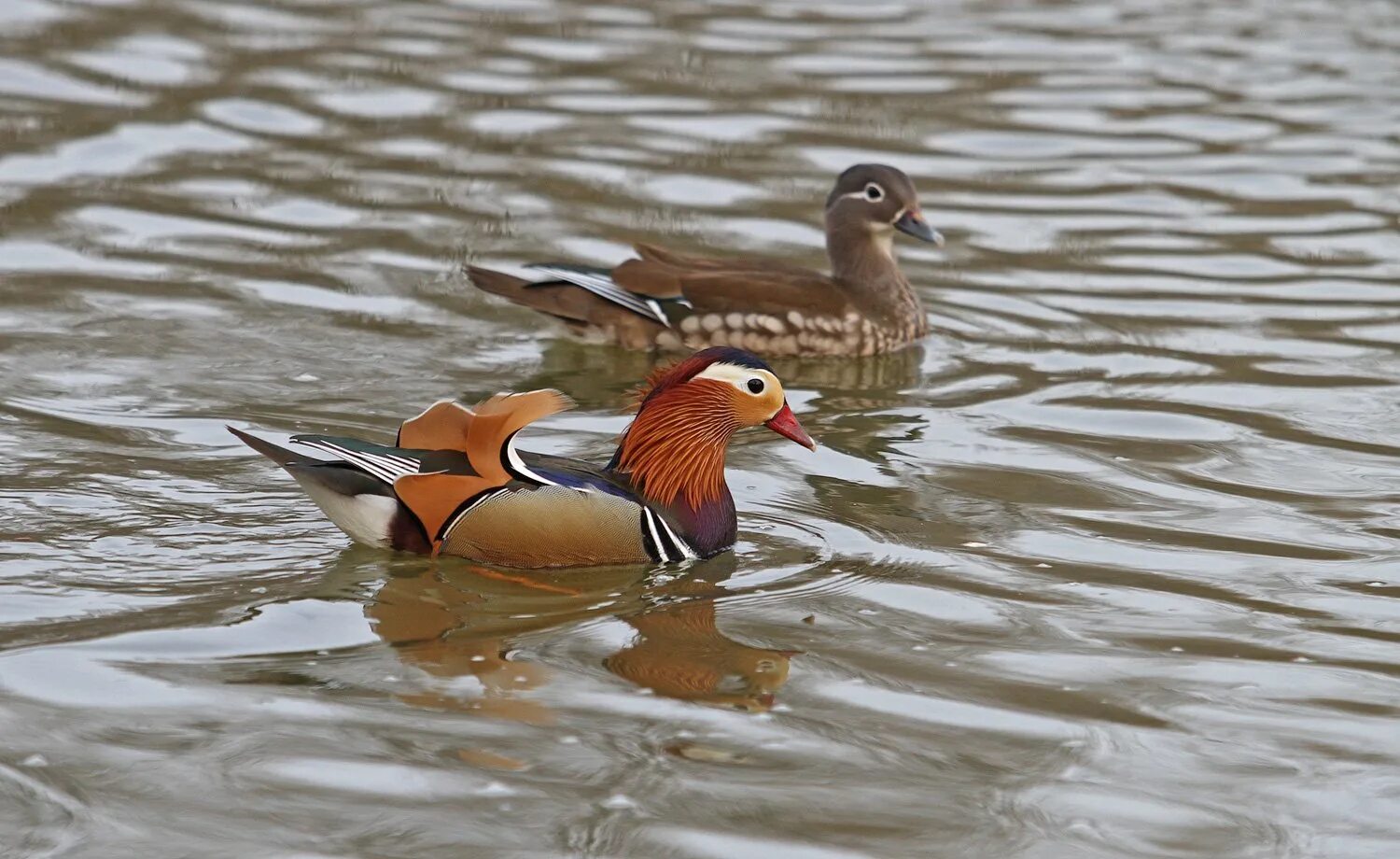 дикие утки приморского края. утки приморья. утка мандаринка приморского края. утка приморский край. лазовский заповедник утка мандаринка.