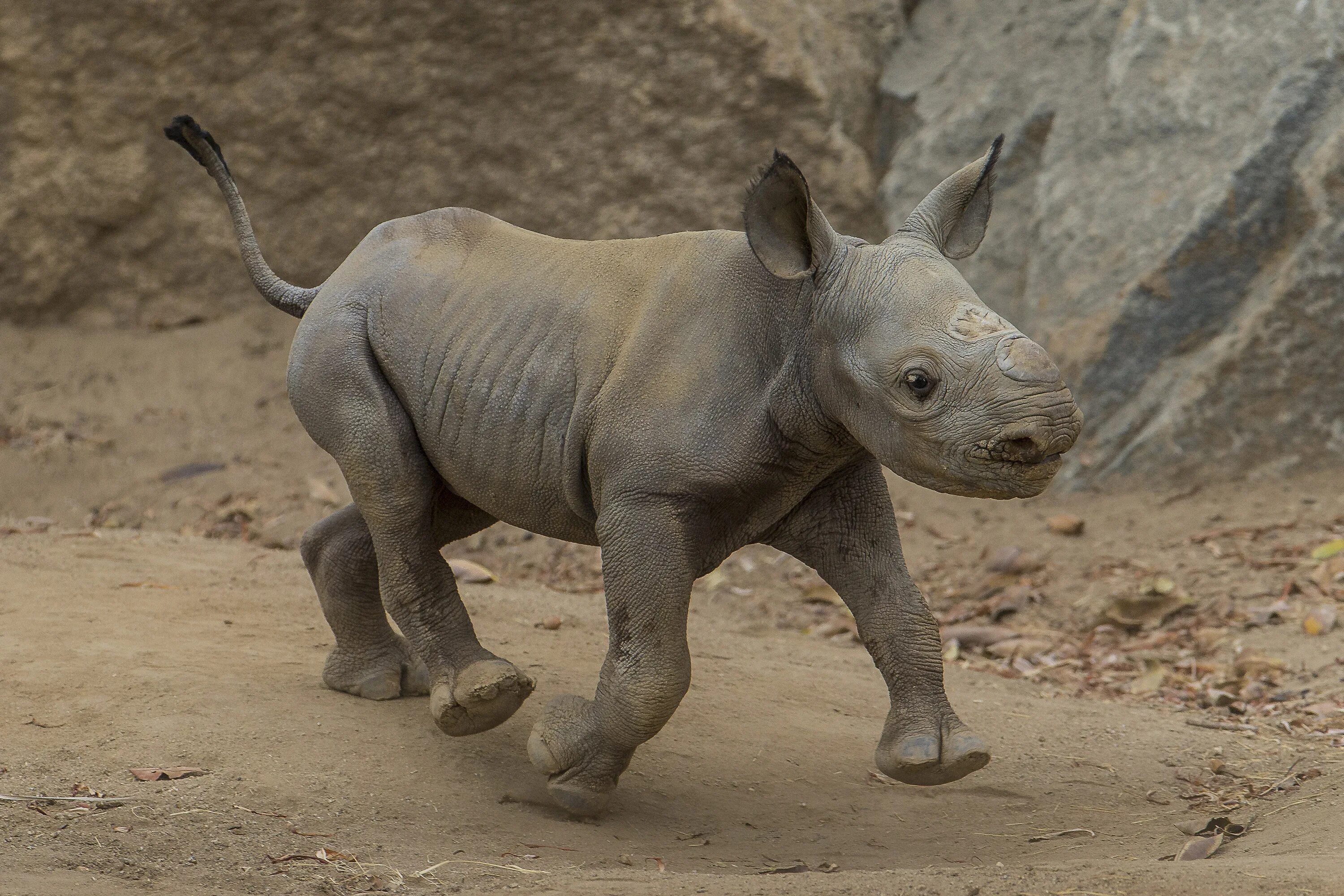 Как называют носорога. Детеныш носорога. Карликовый носорог. Носорог малыш. Маленький носорожек.
