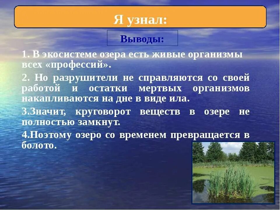 Воды рек характеризуются. Экосистема озера. Описание экосистемы. Описание водоема. Экосистема вывод.