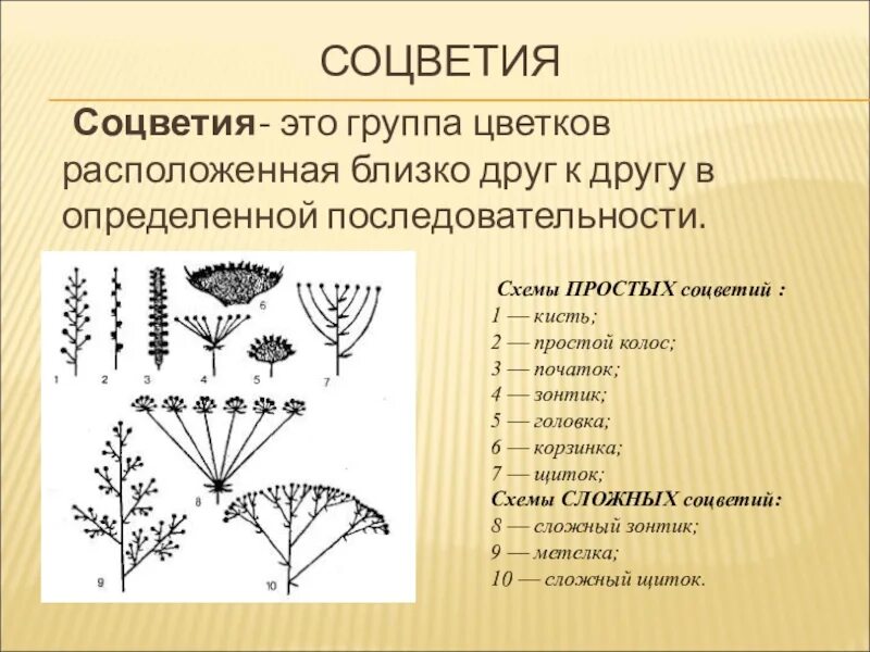 Типы соцветий определить биология 6 класс. Соцветие строение 6. Строение соцветия. Соцветие это кратко. Цветок соцветие 6 класс биология проверочная работа