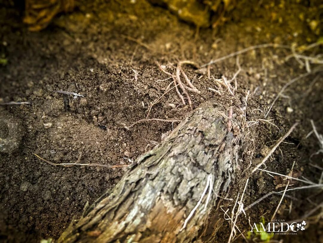 Tapar las raíces de una cepa con tierra
