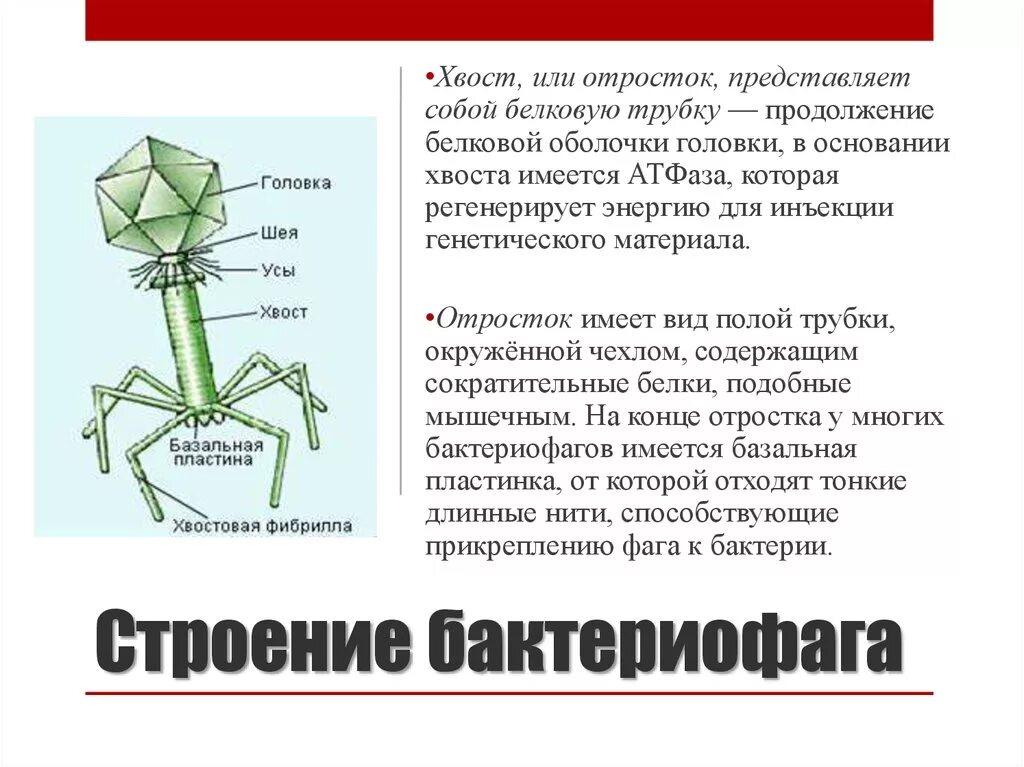 Бактериофаг функции. Бактериофаг функции структур. фибриллы бактериофага функции. функции частей бактериофага. строение хвоста бактериофага.