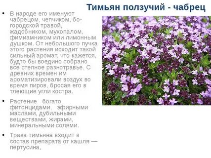 Чем полезен чабрец для организма человека