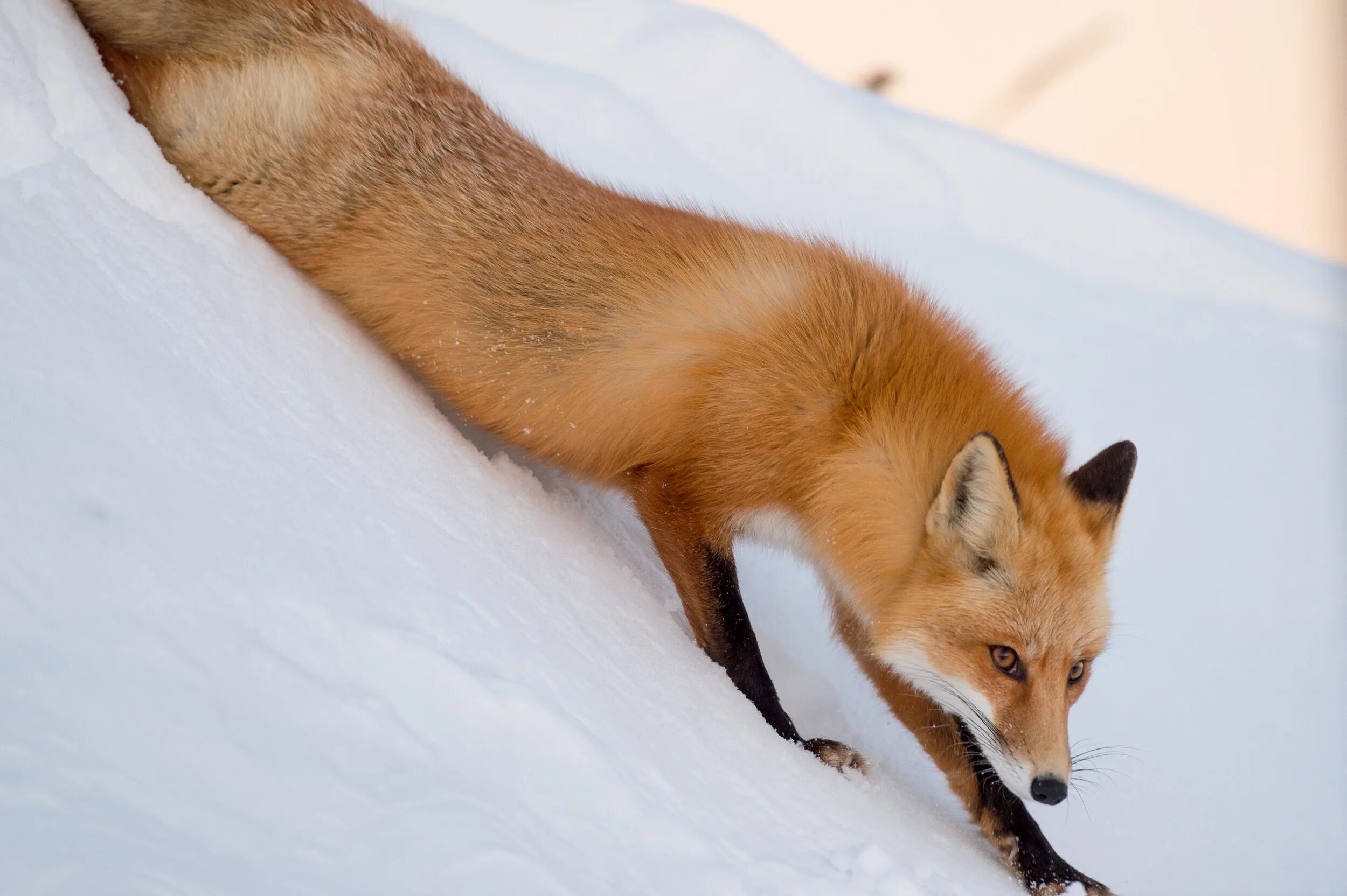 Лиса спускается. Лиса в снегу. Лиса бежит. Лиса торопится. Long fox