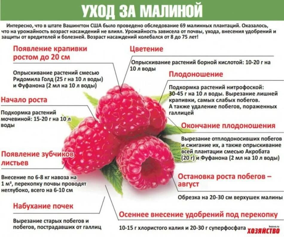 При какой температуре открывать ежевику