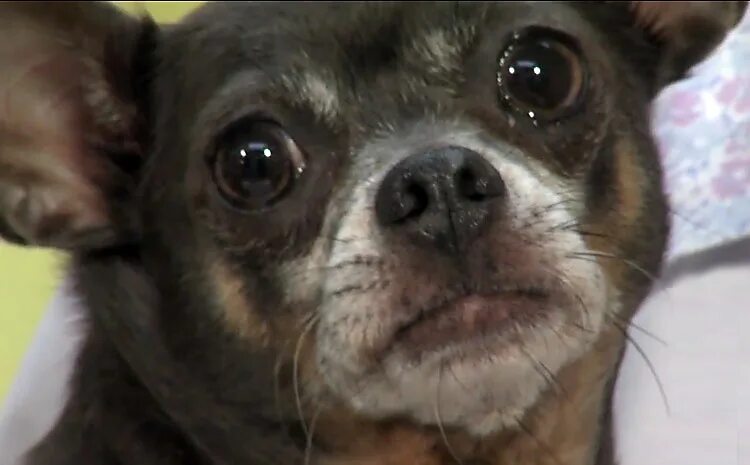 чихуахуа глаза в разные стороны. чихуа чихуа. щенки чихуахуа короткошерстные. чихуахуа 4 кг. чихуахуа мини пучеглазые.