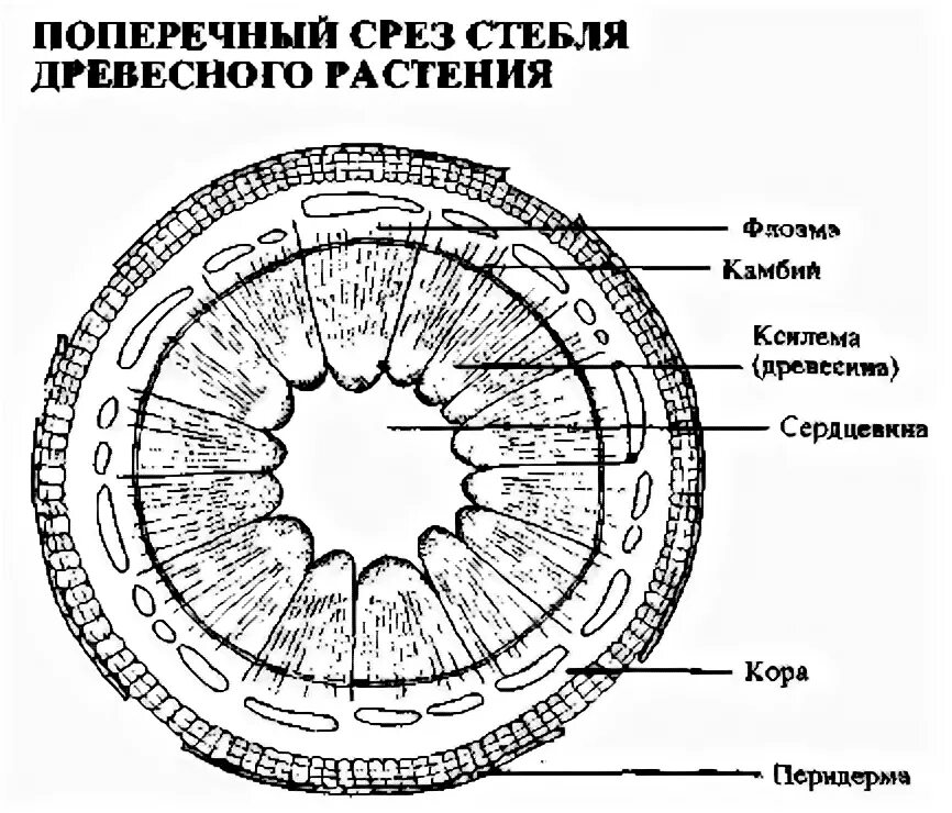 Поперечный и продольный срез. Поперечный и продольный срез стебля рисунок. Поперечный срез растения. Поперечный срез ветки. Поперечное сечение стебля растения рисунок строение.