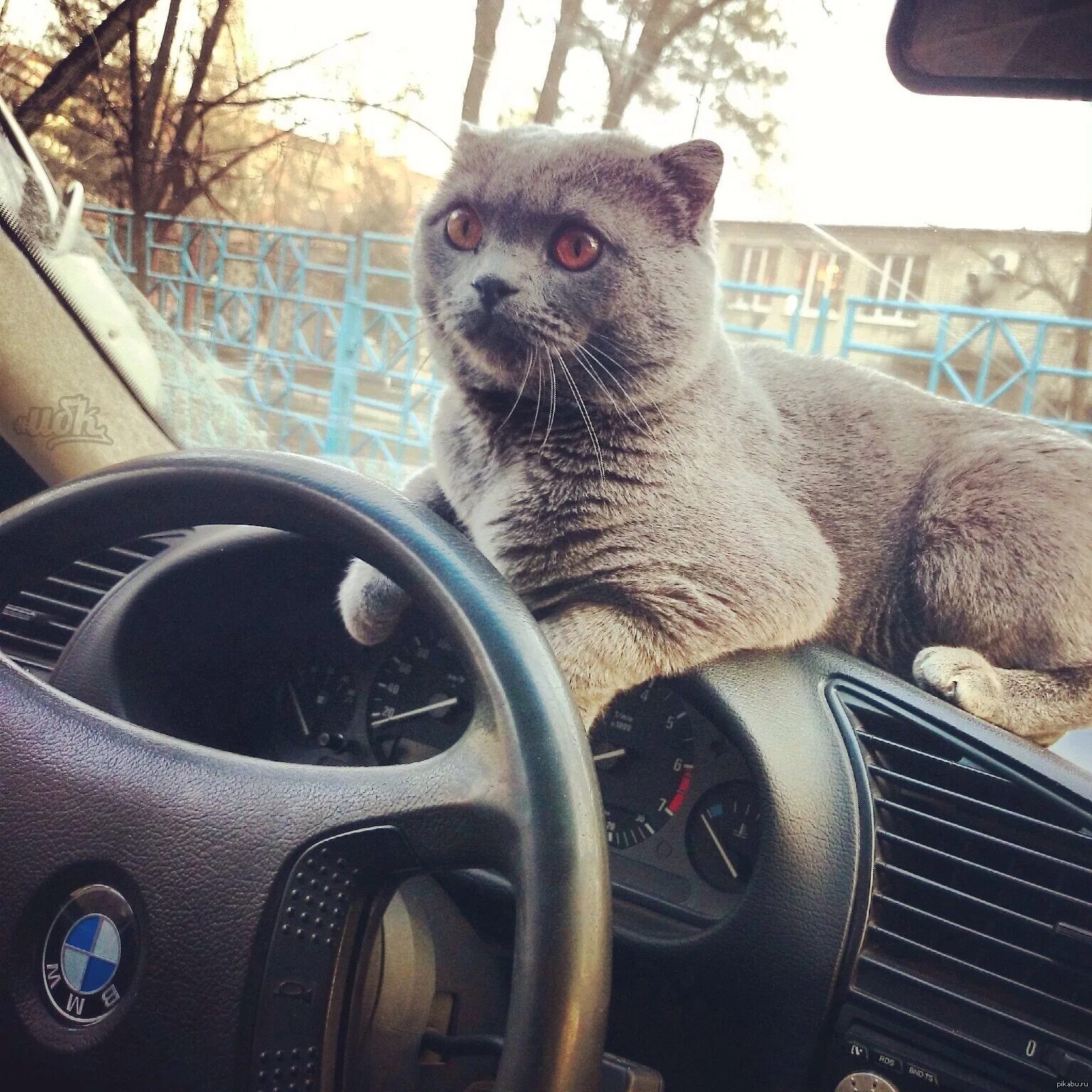 Включи котэ машина. Кот в машине. Селфи кота с машиной. Котик на автомобиле. Котэ на машине.