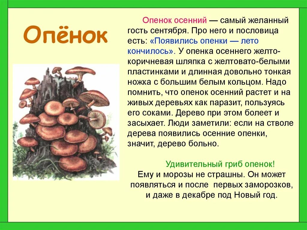 Тексты группы грибы. Опенок осенний описание гриба. 3 Класс рассказ про грибы опята. Доклад про грибы. Сообщение на тему грибы.