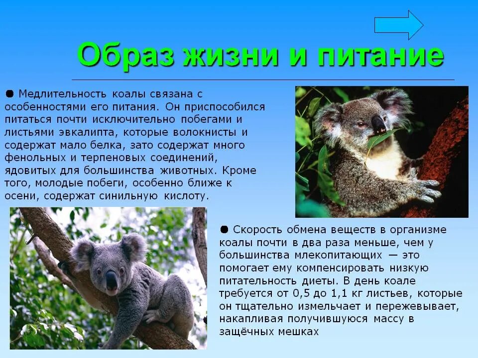 Коала кратко. Информация о коале. Коала информация для детей. Коала образ жизни. Презентация животные Австралии коала.