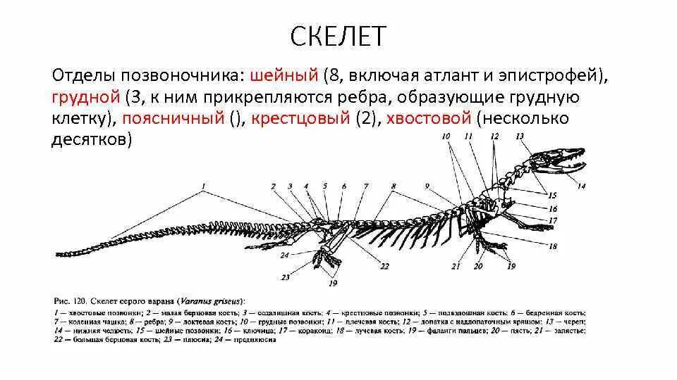 Хвостовой отдел в позвоночнике у кого