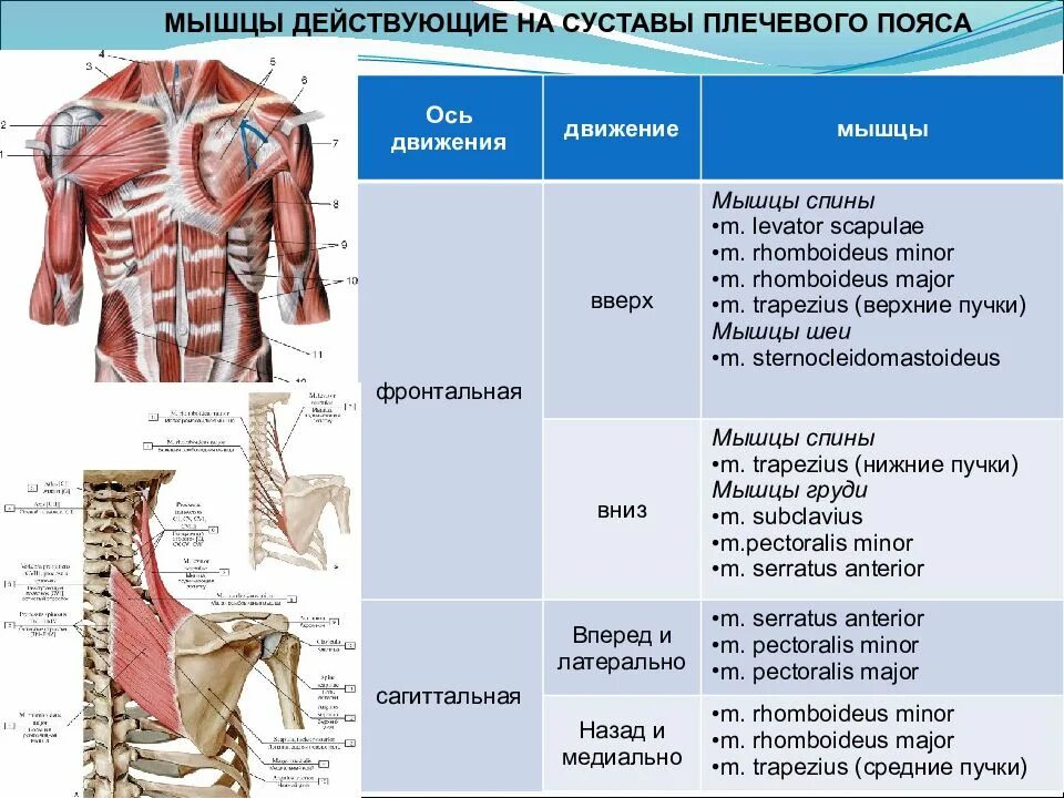 Мышцы и суставы. Суставы на которые действуют мышцы плечевого пояса. Мышцы правого пояса верхней конечности и плеча вид спереди. Плечевой сустав мышцы действующие на сустав. Таблица мышцы плечевого пояса пояса.