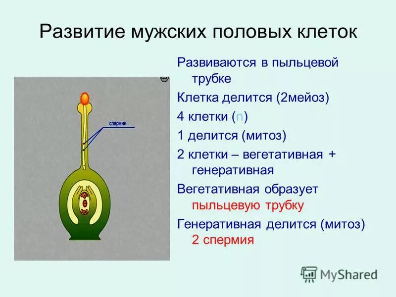 Вегетативная и генеративная клетка образуется