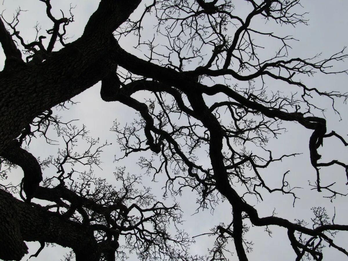 Empty branch