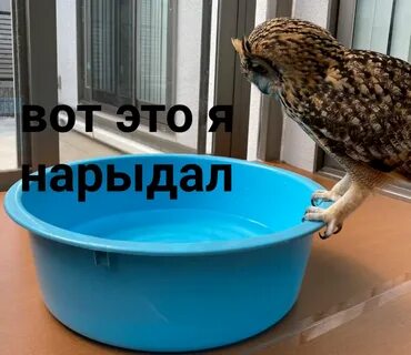 Шишкосушильная фабрика скороговорка