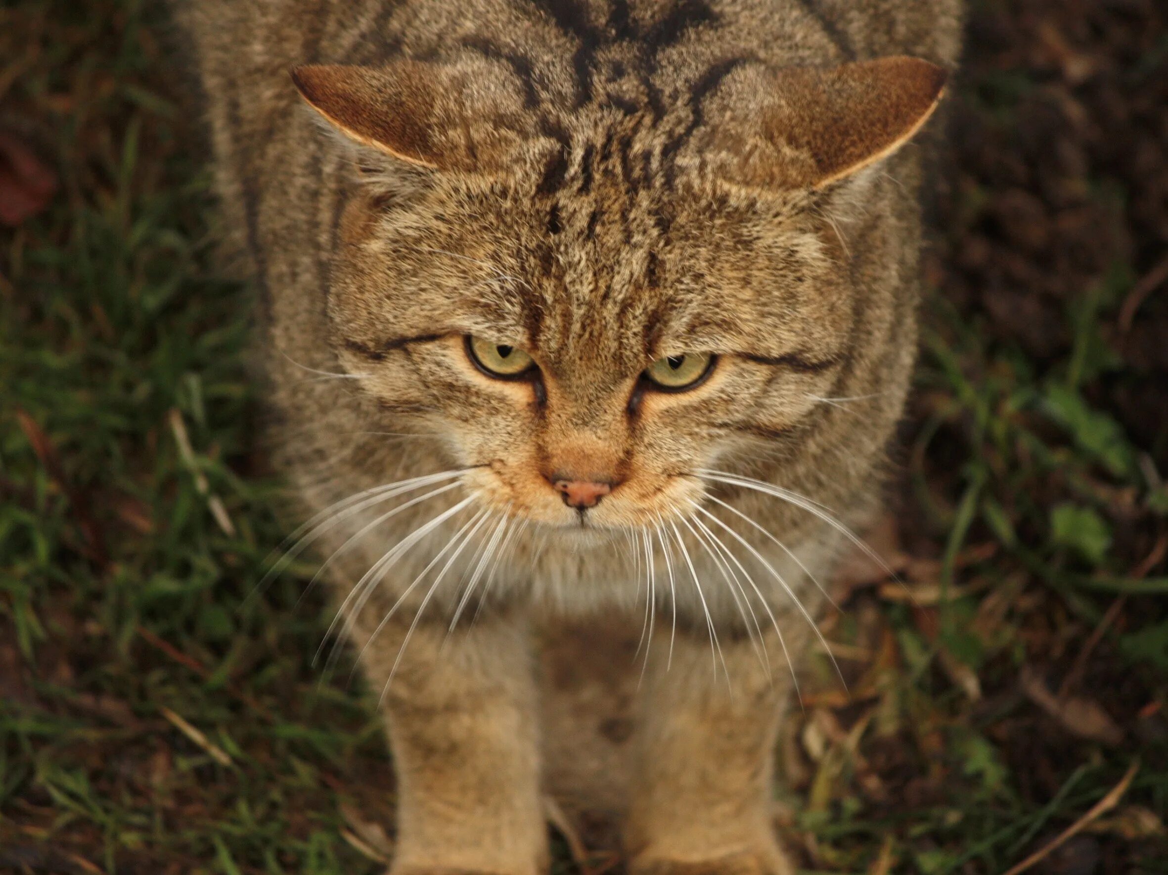 Говорящие животные кот. Коты черные и серые. Плохие фотографии котов. Фотография котенка голова. Котик машет рукой.