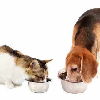 Pet needs