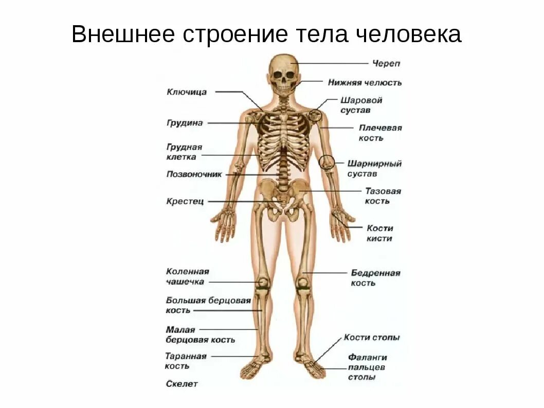 Состав человека органы. Отделы скелета анатомия. Отдел скелета название костей. Скелет человека сзади с названием органов. Внутреннее и внешнее строение человека 4 класс окружающий мир.