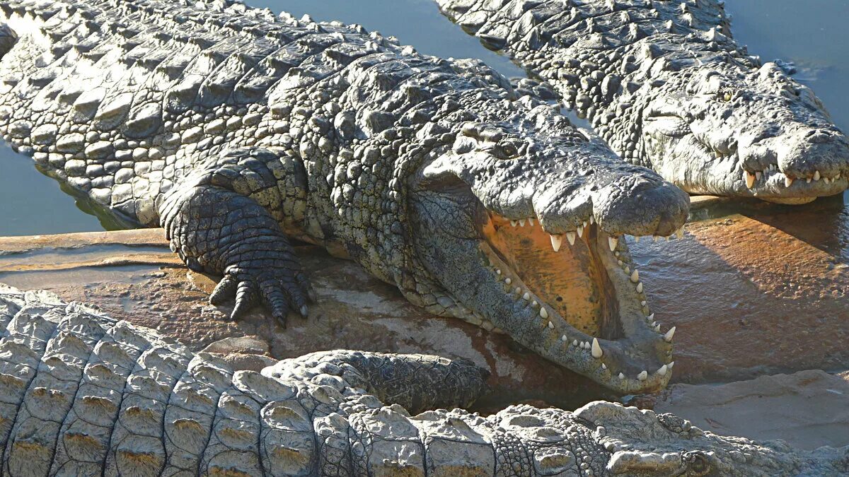 Крокодил живет в африке. Нильский крокодил. Нильский крокодил Crocodylus niloticus. Египетский Нильский крокодил. Нильские крокодилы в Египте.