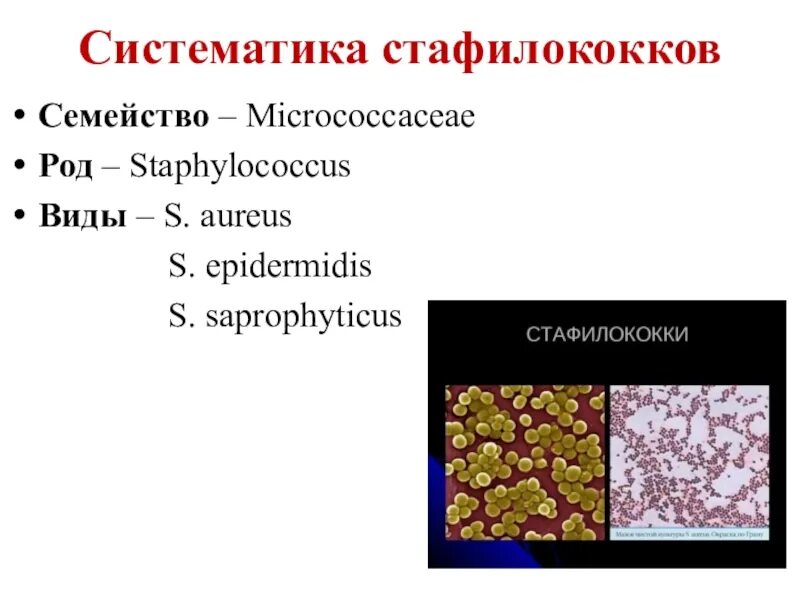Стафилококки таксономия. Стафилококки систематика. Систематика стафилококков. Таксономия стафилококков. Staphylococcus aureus 5