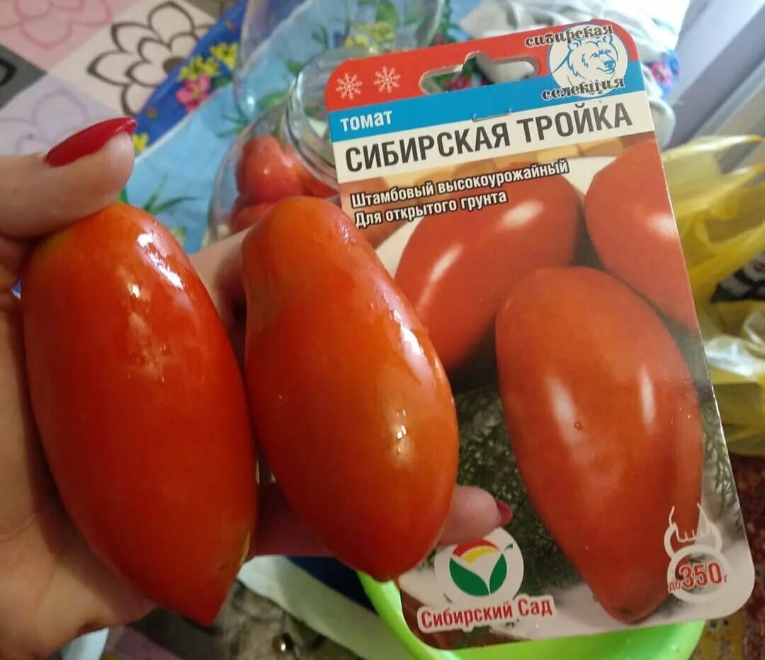 Семена помидор сибирская тройка. Сорт помидор сибирская тройка. Томат сибирская тройка семена. Томат тройка описание сорта. Помидоры сибирская тройка описание сорта.