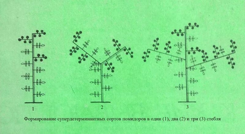 Что такое детерминантный сорт томатов и индетерминантный. Детерминантный сорт формирование томатов формирование. Формирование томатов в теплице схема детерминантные сорта. Формирование индетерминантные сорта томатов в теплице. Схема формирования индетерминантных томатов в теплице.