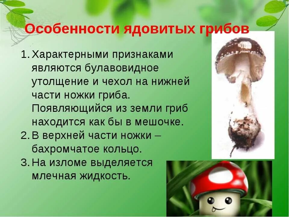 Сообщение о грибах 5. Съедобные и несъедобные грибы 5 класс биология. съедобные и ядовитые грибы сообщение. особенности ядовитых грибов. ядовитые грибы доклад.