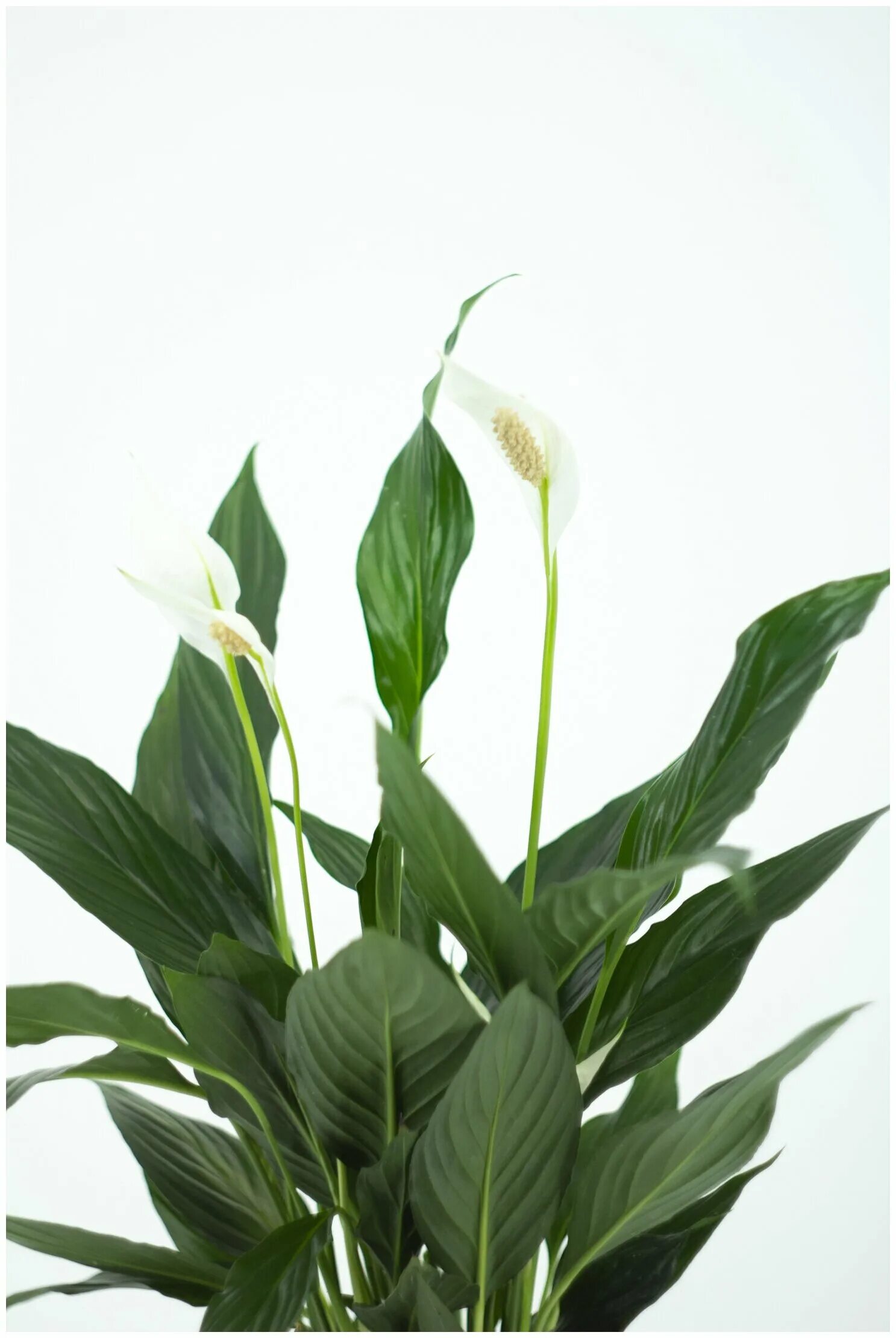 Спатифиллум вивальди. Спатифиллум чико. Белокрыльник спатифиллум. Спатифиллум свит лауретта. Спатифиллум сорт свит чико.