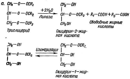 Схема ферментативного гидролиза жиров. Ферментативный гидролиз жира. Гидролиз жиров ферменты. Ферментативный гидролиз жиров уравнение реакции. Гидролизу подвергается глицерин