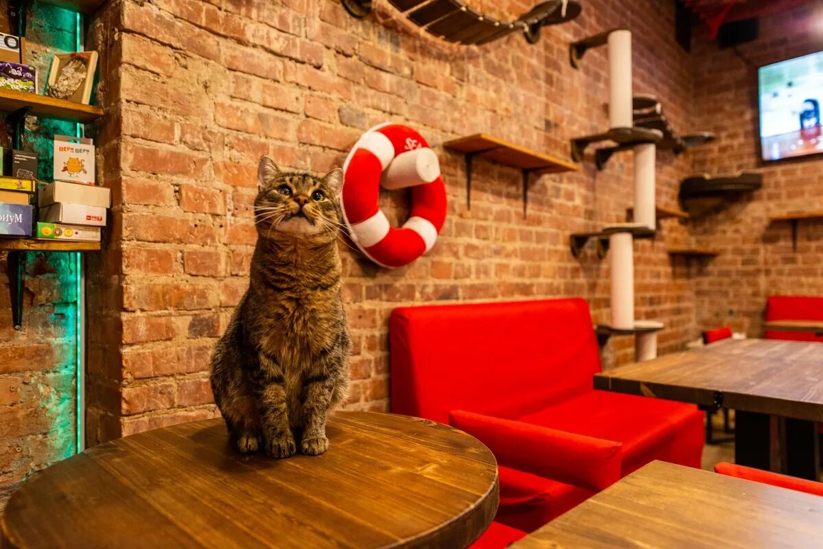 Котокафе мурзик казань. Котокафе на карте. Кошачье кафе в токио. Кафе с котами казань. Котокафе логотип.