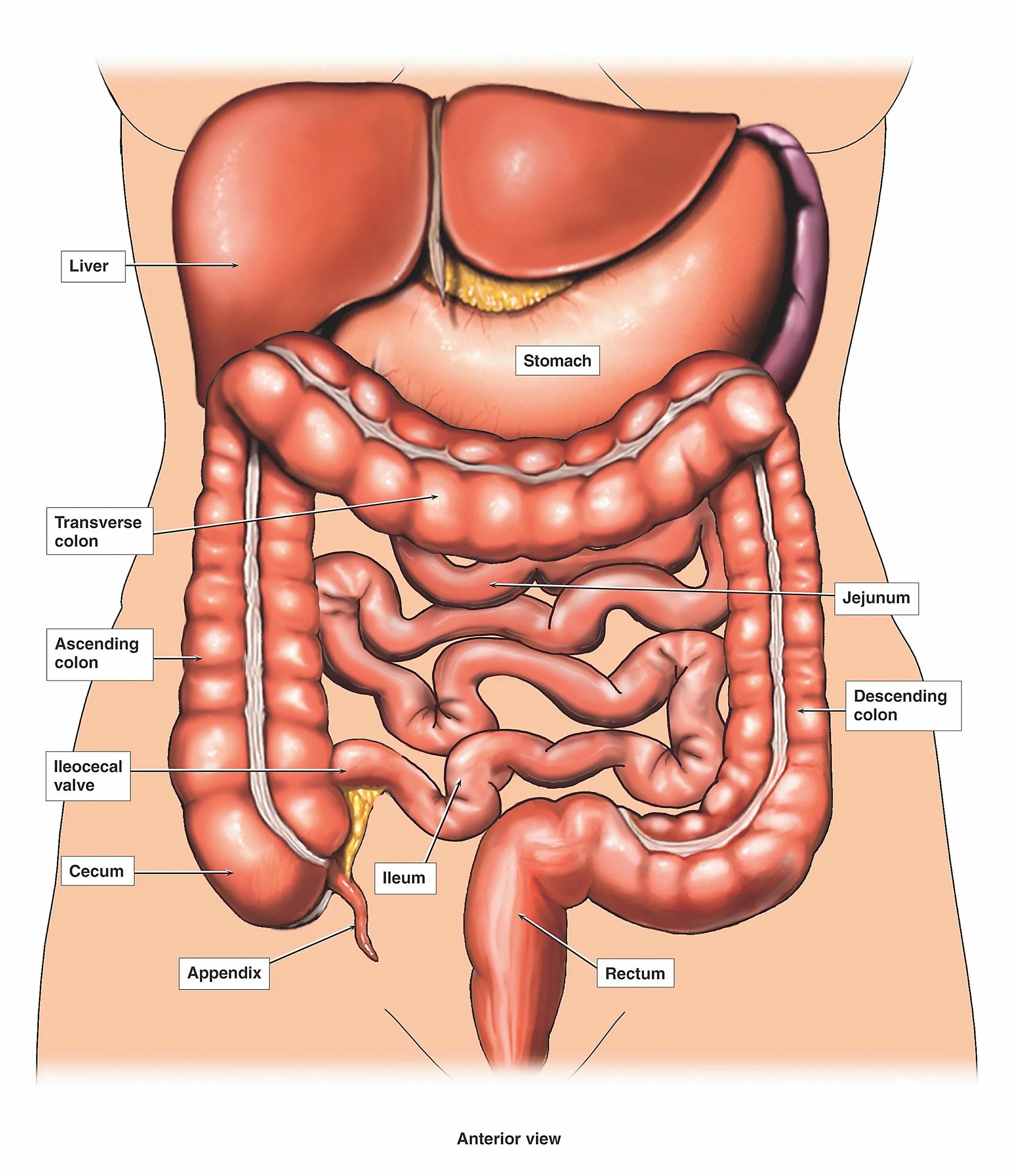 Расположение внутренних органов человека в брюшной. Анатомия человека органы брюшной полости. Брюшная полость анатомия строение внутренних органов. Отделы Толстого кишечника человека схема расположения. Строение брюшной полости кишечник.