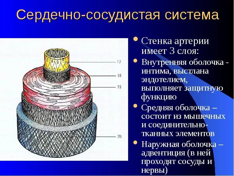 Какие сосуды состоят из 3 слоев