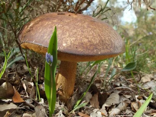 кубанские грибы съедобные. коваленко грибы кубани. осенние грибы кубани. съедобные грибы краснодарского края. осенние грибы кубани.